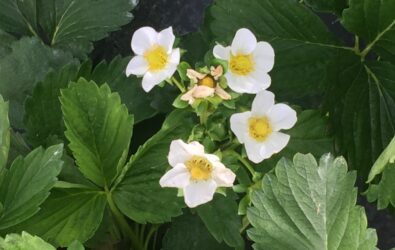 blooming strawberries