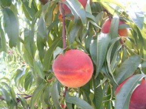 Peaches on tree