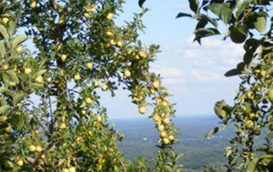 View from Carter Mountain during apple season