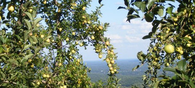 View from Carter Mountain during apple season