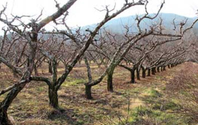 Freshly pruned peach trees at Chiles Peach Orchard