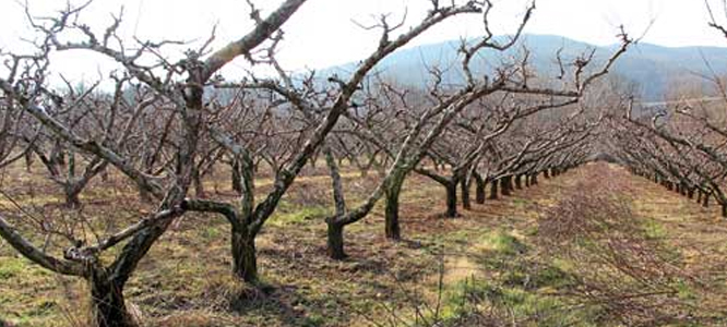 Freshly pruned peach trees at Chiles Peach Orchard