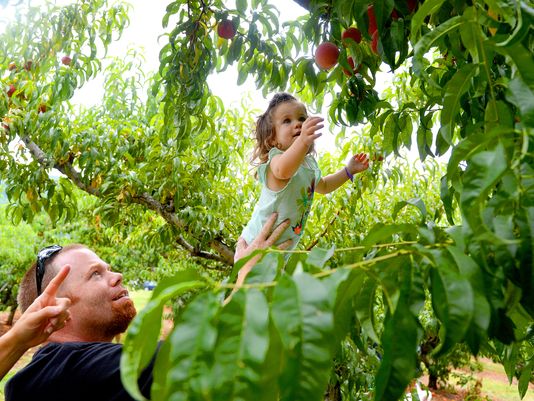 Todd McKinney of Richmond keeps a firm grip on his 2-year-old daughter Madeline as she stands on a ladder to reach for peaches on a tree at Chiles Peach Orchard in Crozet