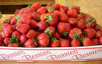 Pick your own strawberries in Crozet Virginia