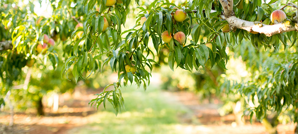 Pick your own peaches in Crozet Virginia