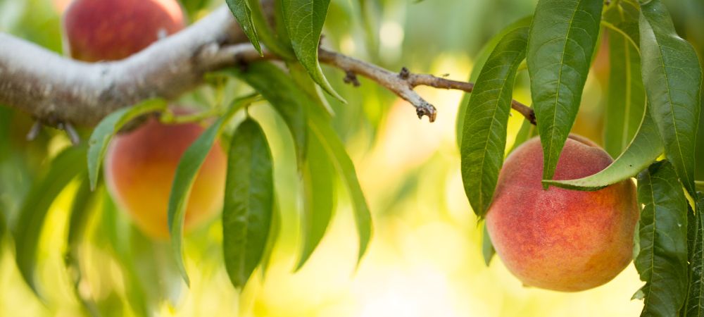 Peaches on the tree at Chiles Peach Orchard