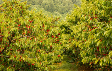 Cherry trees in Afton VA