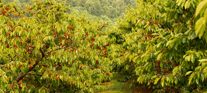Cherry trees in Afton VA
