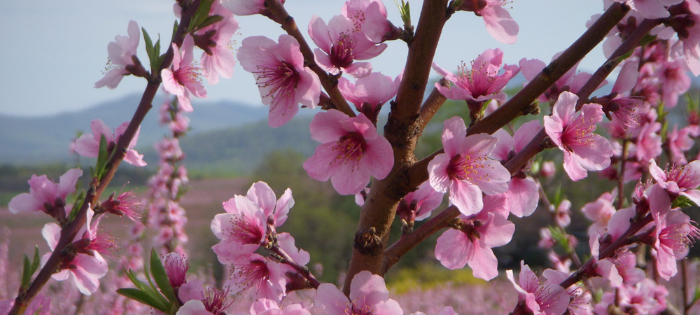 Spring peach blossoms at Carter Mountain Orchard