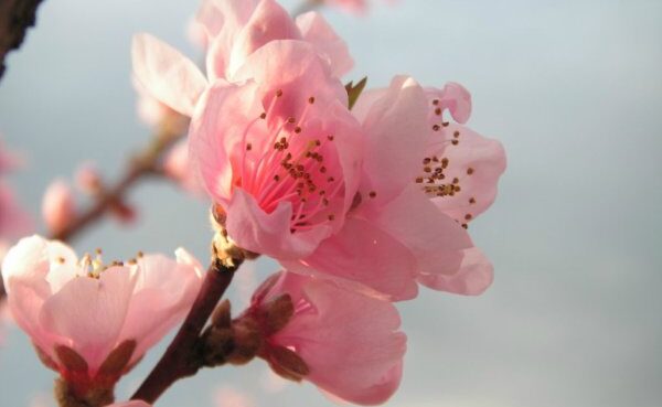Peach blossom in full bloom