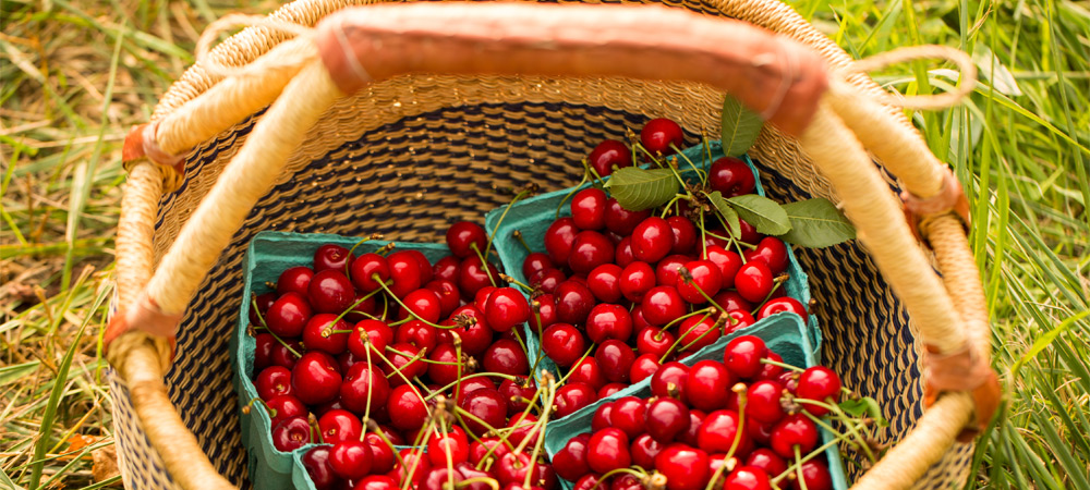 Basket of sweet cherries in Afton VA