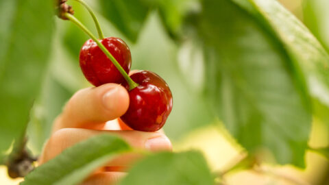 Pick your own cherries at Spring Valley Orchard