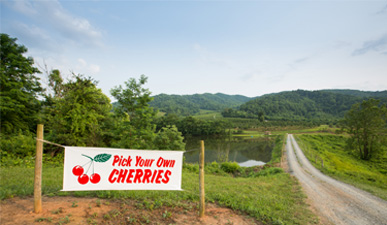 Spring Valley Orchard