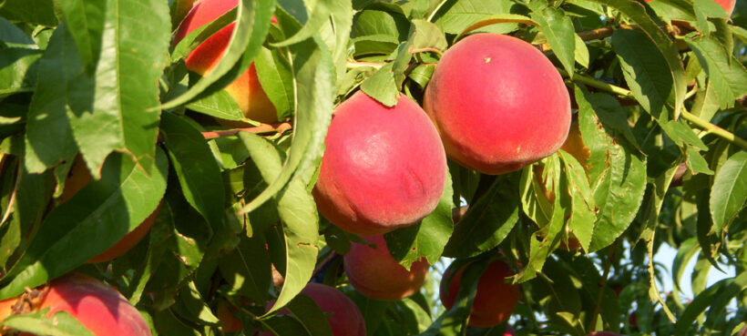 Peaches ripe on tree