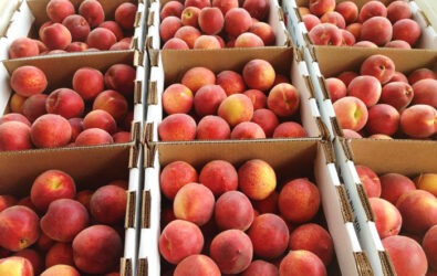 Fresh ready-picked peaches for sale in Charlottesville and Crozet