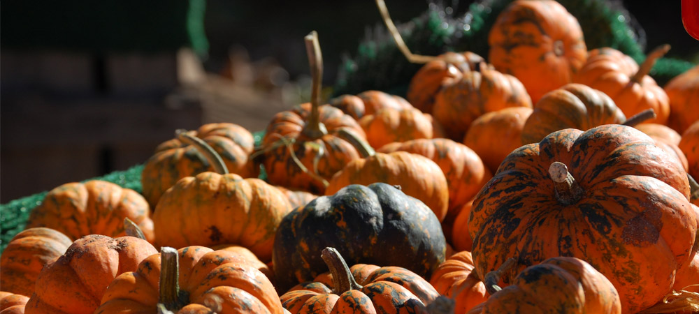 Mini pumpkins available at Chiles and Carter Mountain