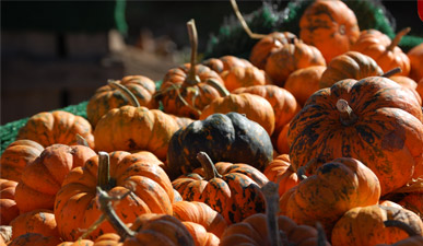 Mini pumpkins available at Chiles and Carter Mountain