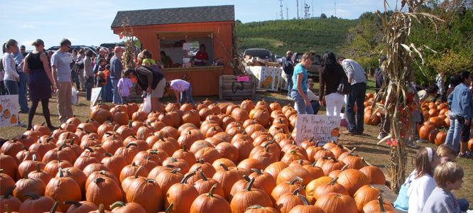 Ready-picked Pumpkin patch at Carter Mountain Orchard