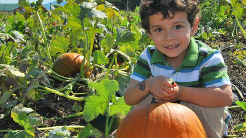 Boy picking pumpkins at Chiles Peach Orchard