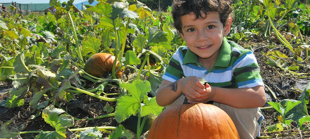 Boy picking pumpkins at Chiles Peach Orchard