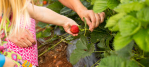 Pick your own Strawberries in Crozet