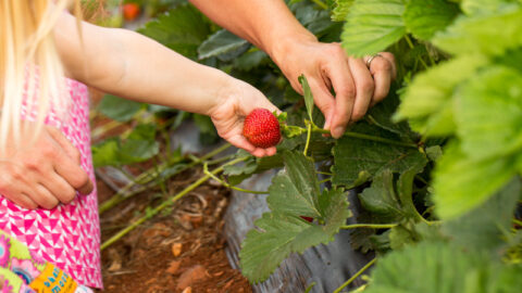 Pick your own Strawberries in Crozet