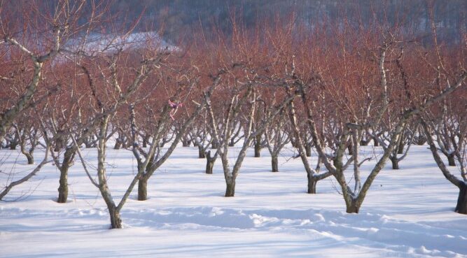 Peach trees in the snow at Chiles