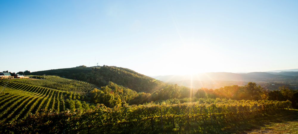 CM-AaronWatson-2015-view-011-vineyard-1000x450