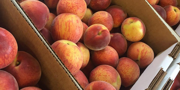 Ready-picked peaches in Crozet