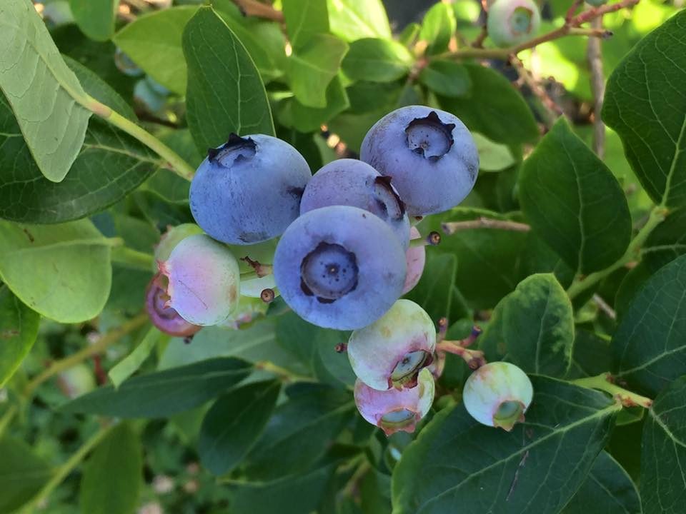 pick your own blueberries in Crozet