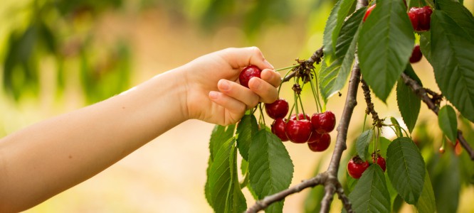 Pick your own cherries at Spring Valley Orchard in Afton, Virginia