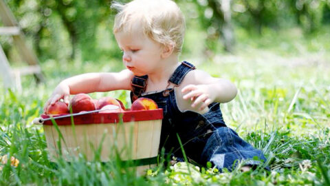 Little boy with basket of peaches