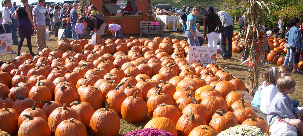 Ready-picked pumpkin patch at Carter Mountain Orchard