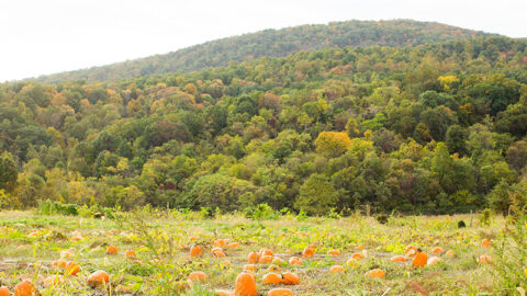 Pumpkin patch at Chiles Peach Orchard