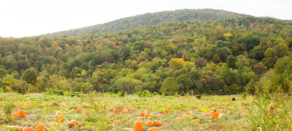 Pumpkin patch at Chiles Peach Orchard