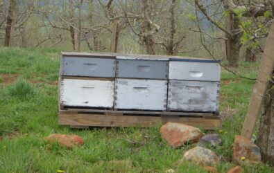 pollinating with bees