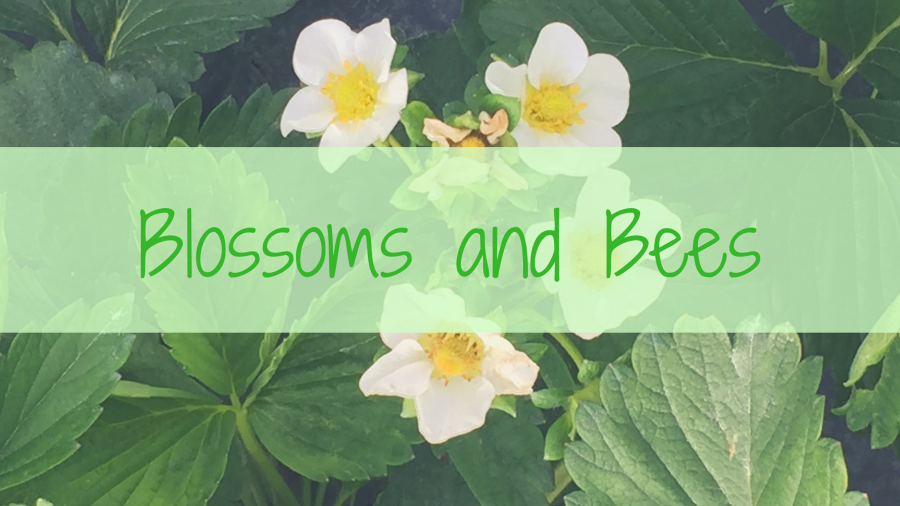 Blossoms and Bees Event