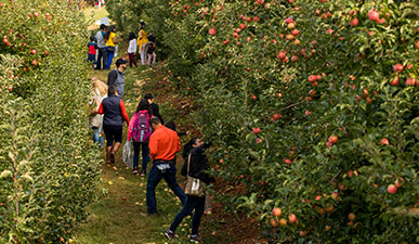Apple pickers at Virginia orchard