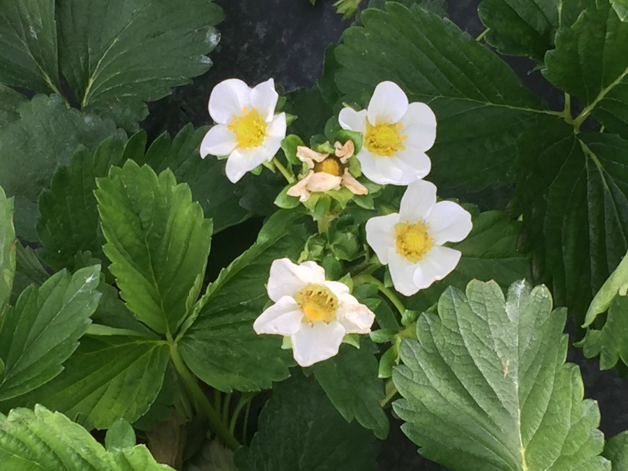 blooming strawberries