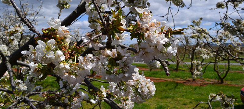 cherry blossoms at Chiles Peach Orchard