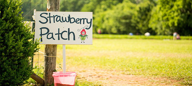 Sign reading Strawberry Patch