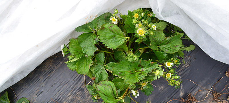 Strawberry plant flowering