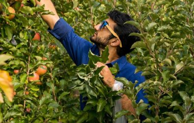 man picking apples