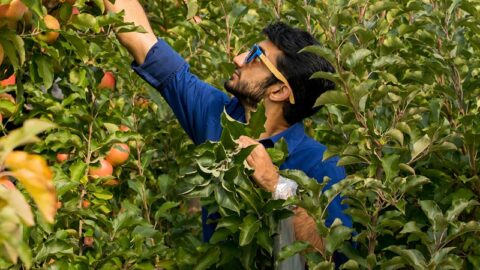 man picking apples