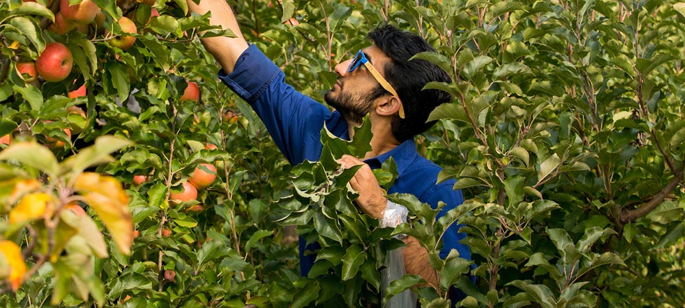 man picking apples