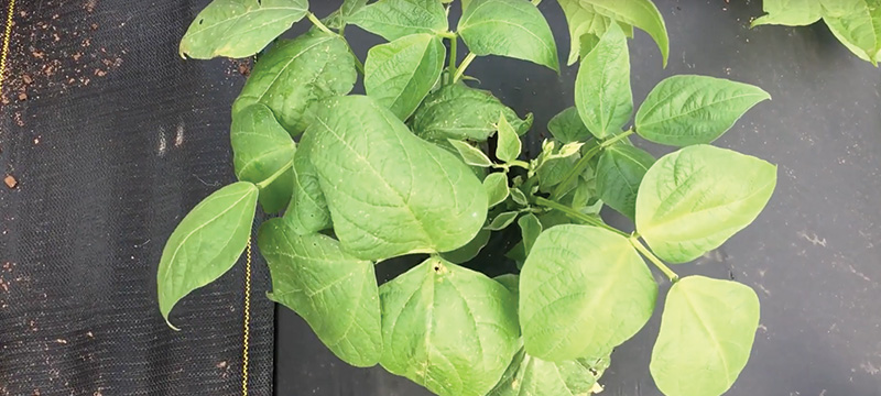 Green Bean plant