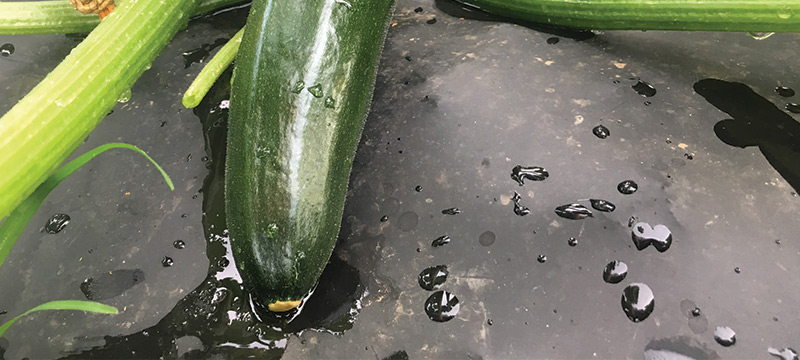 Zucchini Plant