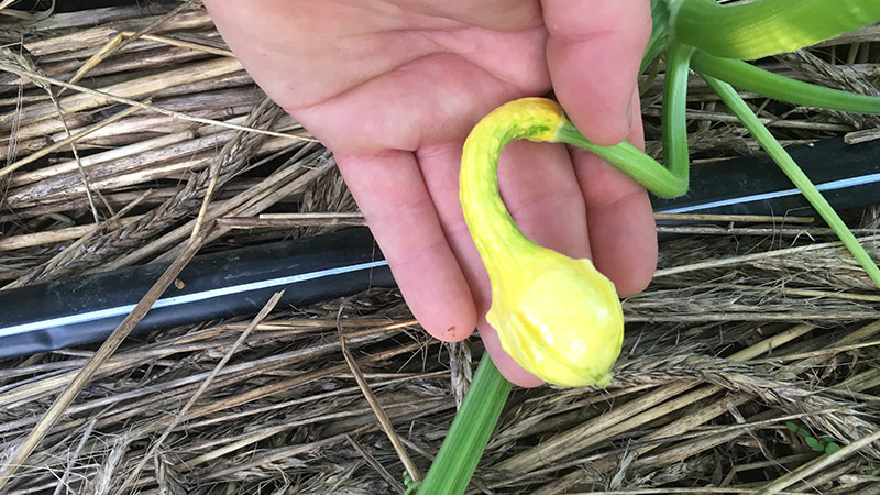 Hand holding growing decorative gourd