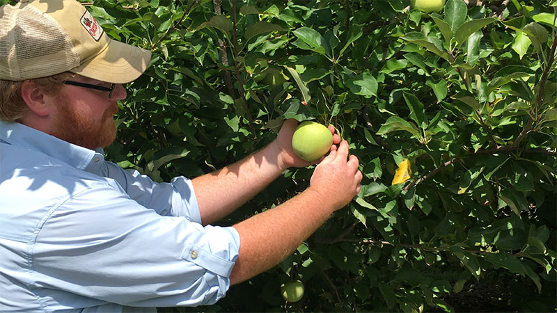 Farmer Henry picking a green apple from a tree