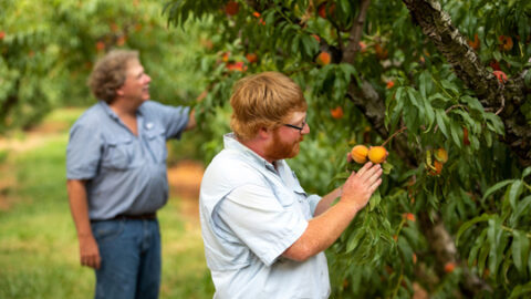 Huff and Henry Chiles examining peaches in the orchard